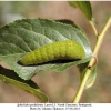 iphiclides podalirius larva5a